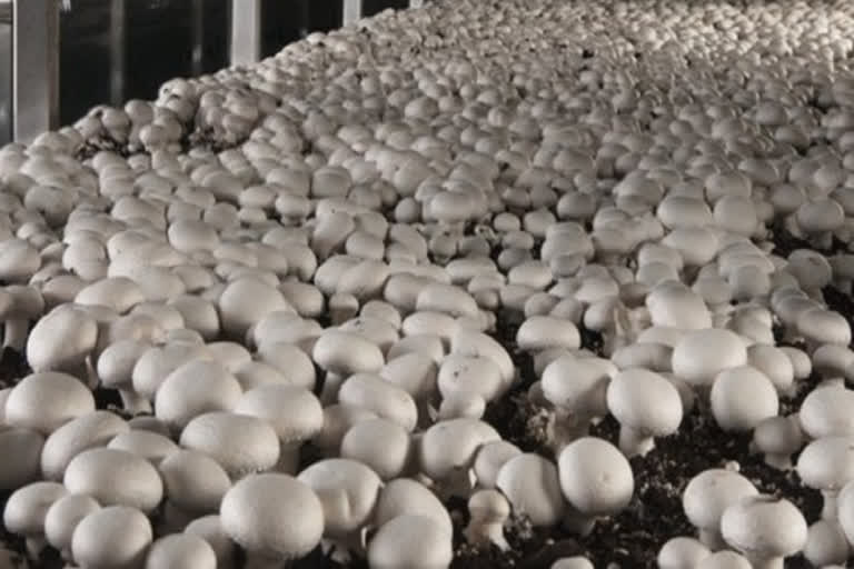 Tripura to set up mushroom villages