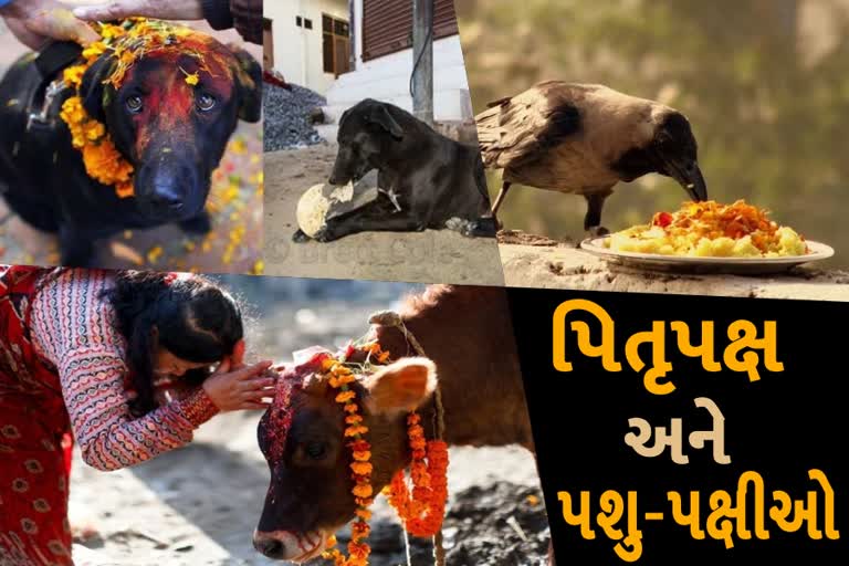 જાણો પિતૃપક્ષમાં શા માટે પશુ-પક્ષીઓનું કાઢવામાં આવે છે અન્ન, શું છે માન્યતા