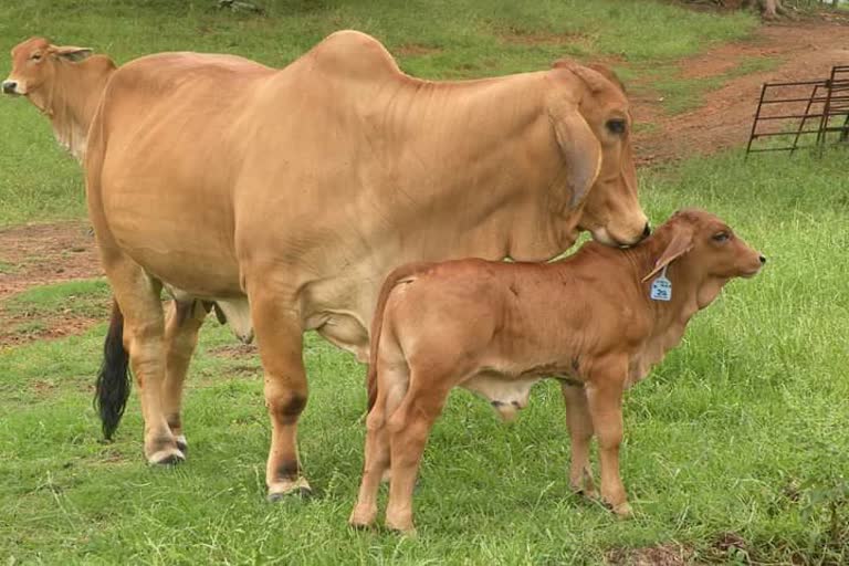 मुख्यमंत्री गौवंश मोबाइल चिकित्सा योजना होगी शुरु