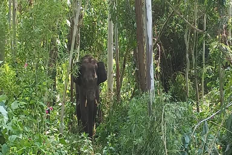 elephant in Kalesar village