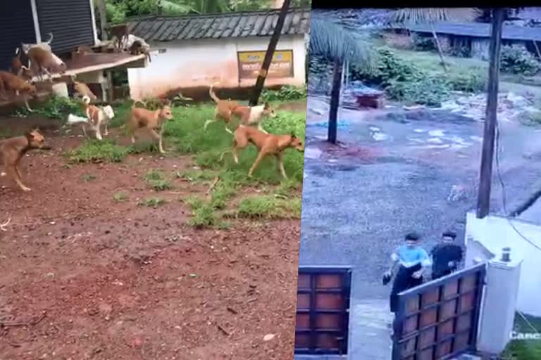 Stray dog  Stray dogs tries to attack  Kannur  Taliparamba News  Stray dogs tries to attack students  CCTV Visuals  Stray dogs tries to attack Students in Kannur  തെരുവുനായക്കൂട്ടം  തെരുവുനായ  വി​ദ്യാർഥികള്‍  കണ്ണൂര്‍  വി​ദ്യാർഥികളെ ആക്രമിക്കാൻ ശ്രമിച്ച് തെരുവുനായ  ആക്രമിക്കാൻ ഓടിക്കുന്ന ഞെട്ടിക്കുന്ന ദൃശ്യങ്ങൾ  ഏഴാംമൈൽ  തിരുവോണം  സിസിടിവി