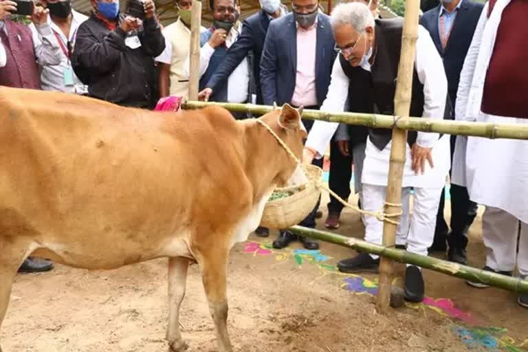 छत्तीसगढ़ में गोवंश मोबाइल चिकित्सा योजना पर राजनीति