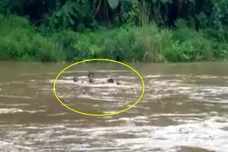 a-girl-who-swam-in-the-river-and-wrote-the-exam-in-visakhapatnam