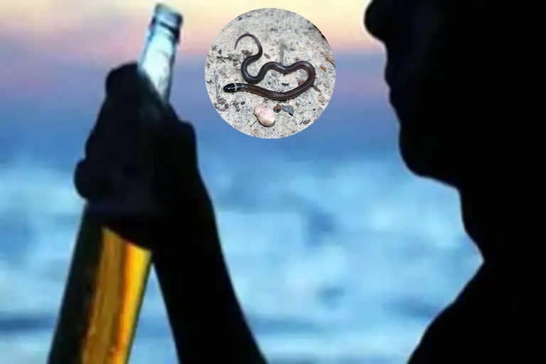 snake in liquor bottle