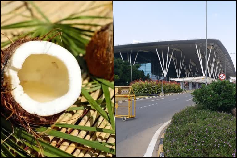 passenger-carrying-coconut-prasada-intercepted-by-cisf-personnel-at-kial