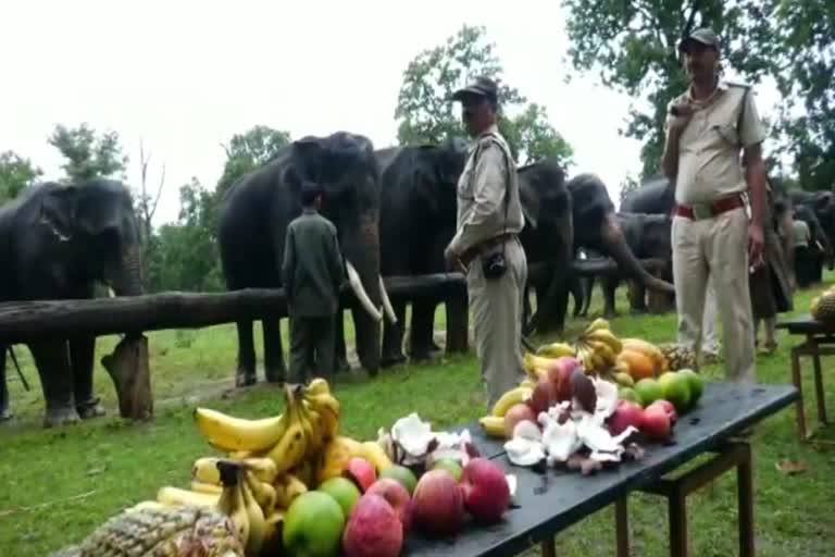 Rejuvenation camp for Elephant in Kanha Park