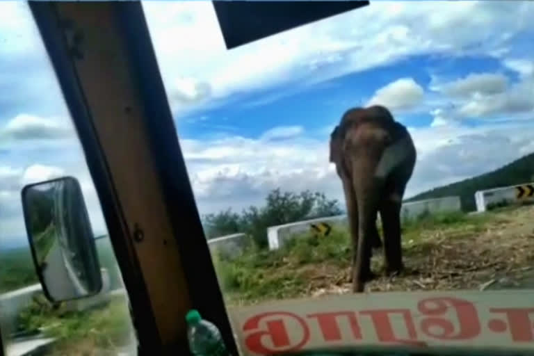 elephant waiting for sugarcane truck  wild elephant  sugarcane truck  wild elephant near sathyamangalam  sathyamangalam  கரும்பு லாரியை எதிர்நோக்கி காத்திருந்த காட்டு யானை  கரும்பு லாரி  காட்டு யானை  திம்பம் மலைப்பாதை