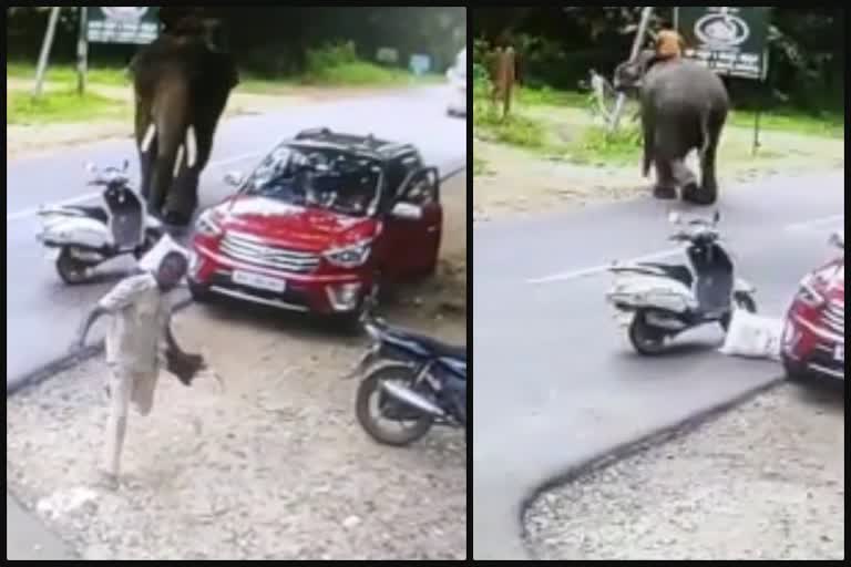 sakrebail manikanta elephant attack on mahout viral video