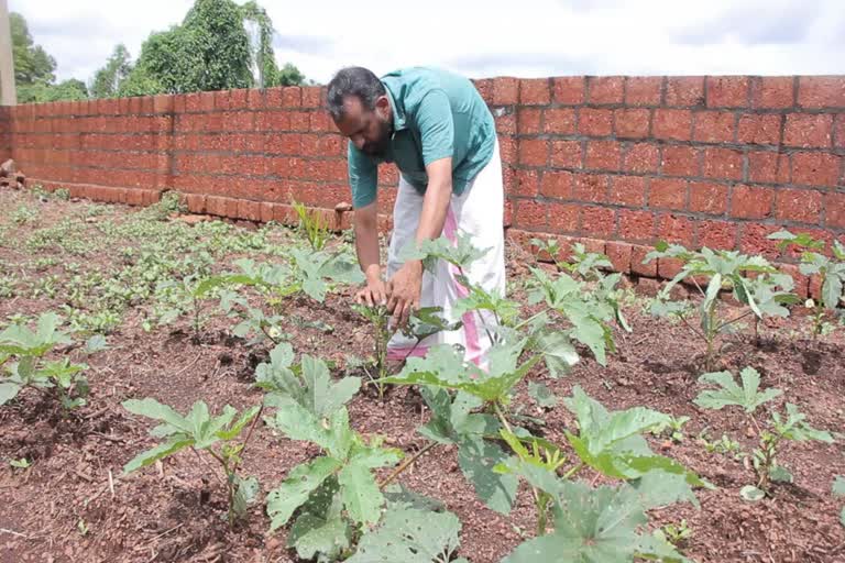 Haritha Rameshan  Social Service  Kannur  Mathamangalam  Mathamangalam Model  Haritha Rameshan of kannur mathamangalam  Charity  cultivation earnings to social service  മാതമംഗലം മോഡല്‍  കൃഷിയിലൂടെയുള്ള വരുമാനം ചാരിറ്റിക്ക്  കൃഷിയിലൂടെയുള്ള വരുമാനം  കൃഷി  ഹരിത രമേശന്‍  രമേശന്‍  സന്നദ്ധ പ്രവര്‍ത്തനത്തിന്‍റെ  പച്ചക്കറി കൃഷി  കണ്ണൂര്‍  മാതമംഗലത്തെ ഹരിത രമേശന്‍  കര്‍ഷകന്‍  മാതമംഗലം കൂട്ടായ്മ  സേവന പ്രവർത്തനങ്ങൾ  കാലാവസ്ഥ  മദർ തെരേസ  മദർ തെരേസ പുരസ്കാരം