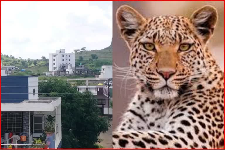 tigers and leopards are roaming in urban areas