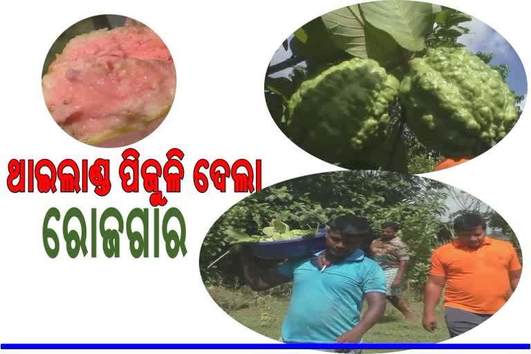 ରୋଜଗାରର ପନ୍ଥା ପାଲଟିଛି ଥାଇଲାଣ୍ଡ ପିଜୁଳି