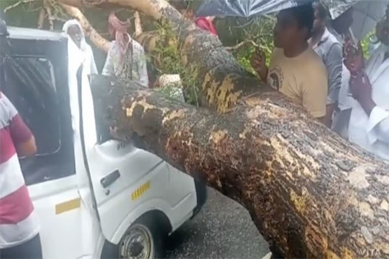 Two Died after tree fell on Tata Ace