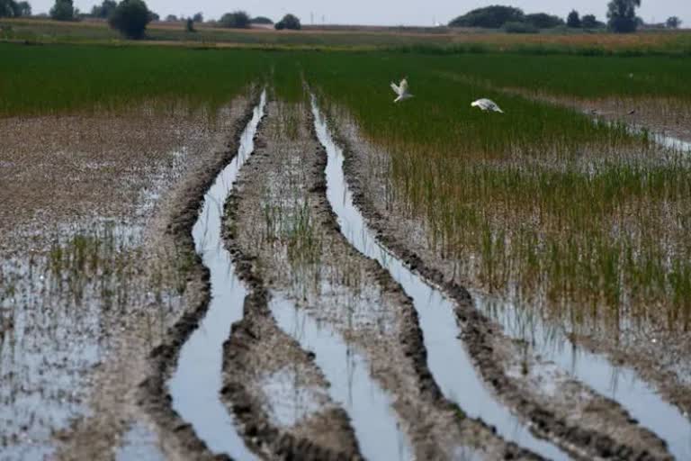 Nano-Fertilizer: PSU ଏବଂ ବେସରକାରୀ କମ୍ପାନୀକୁ ନାନୋଟେକ୍ନୋଲୋଜି ସ୍ଥାନାନ୍ତର କରିବାକୁ ସରକାରଙ୍କୁ ପରାମର୍ଶ