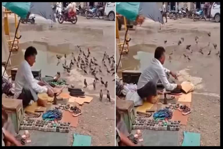 cobbler feeding birds at roadside