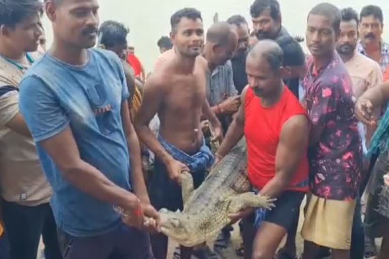 dead body of crocodile rescued from mahanadi in sambalpur