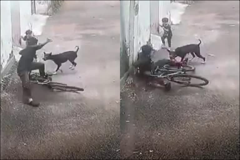 Stray dog attacks boy in Kozhikode; Shocking visuals out