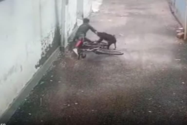 Watch Stray dog attacks boy in Kerala's Kozhikode; visuals go viral