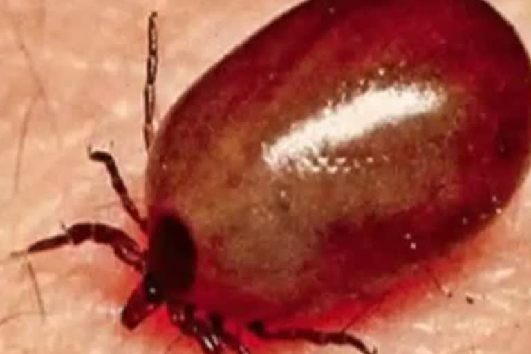 Scrub Typhus in Vidarbha