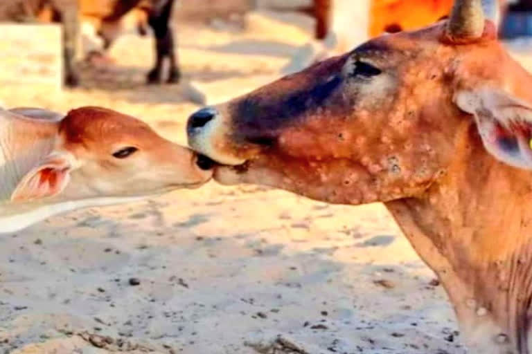 Cows death due to lumpy disease crossed 50000 mark in Rajasthan, daily toll is bigger