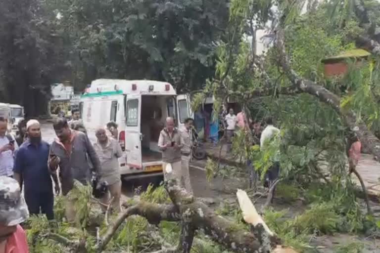 A tree fell on the moving bikes in belagavi