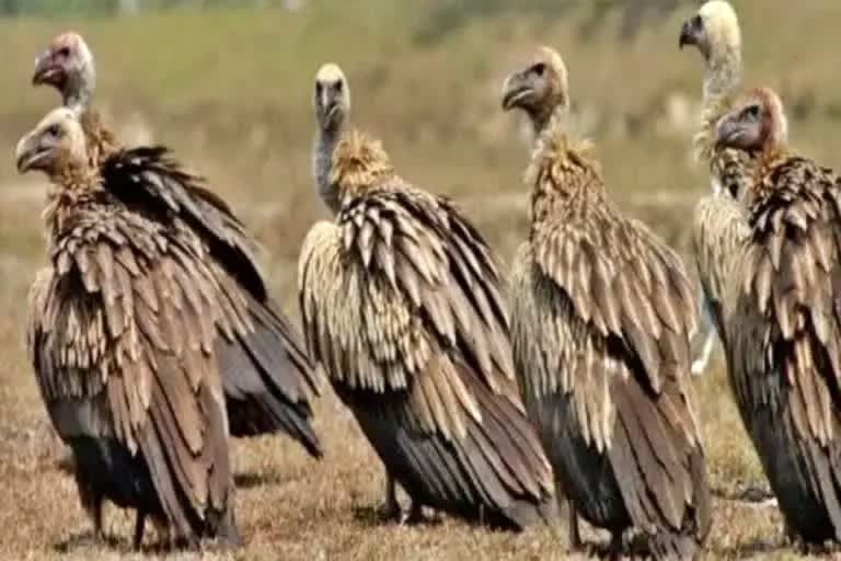 Vultures restaurant