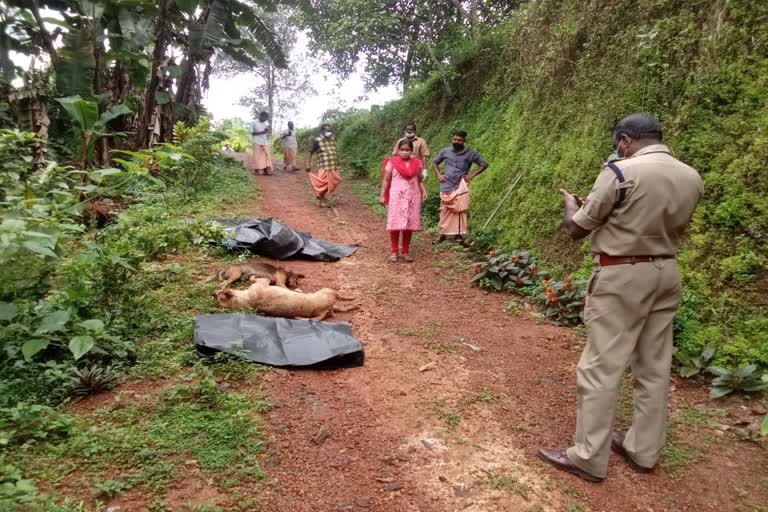 നായ്‌ക്കളെ ചത്ത നിലയിൽ കണ്ടെത്തിയ സംഭവം  കോട്ടയത്ത് നായ്‌ക്കൾ ചത്ത നിലയിൽ  കോട്ടയം മുളക്കുളം കാരിക്കോട് നായ്‌ക്കൾ ചത്തനിലയിൽ  kottayam dogs death  Police registered case in Kottayam dogs dead  വളർത്തുനായയെ ചത്ത നിലയിൽ കണ്ടെത്തി  dogs attack in kottayam  നായ  തെരുവ് നായ ശല്യം  stray dogs  stray dogs attack in kerala