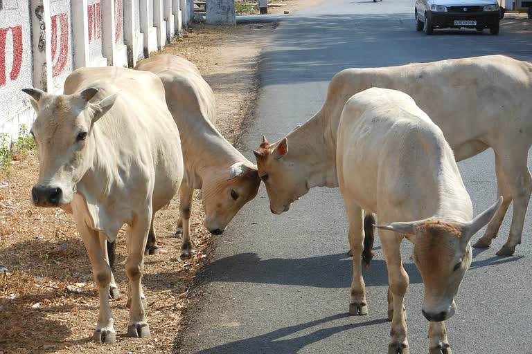 Lumpy virus entry in Rajgarh