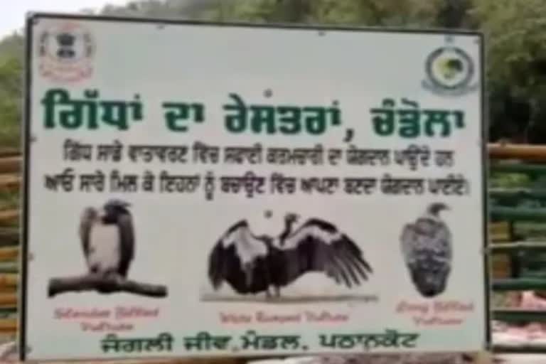Vulture restaurant in Punjab Pathankot  കഴുക പക്ഷികള്‍ക്ക് ഭക്ഷണ ശാല  കഴുക പക്ഷികളെ രക്ഷിക്കുക  കഴുകപക്ഷികളുടെ വംശനാശം  reasons for vulture extinction  diclofenac and vulture extinction