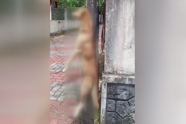 Stray dog hanged on electric post  Stray dog hanged on electric post at Kottayam  Stray dog  Stray dog hanged  Stray dog attack  തെരുവുനായയെ കെട്ടി തൂക്കി കൊലപ്പെടുത്തിയ സംഭവം  തെരുവുനായ  കോട്ടയം  കോട്ടയം ചങ്ങനാശ്ശേരി  ചങ്ങനാശ്ശേരി