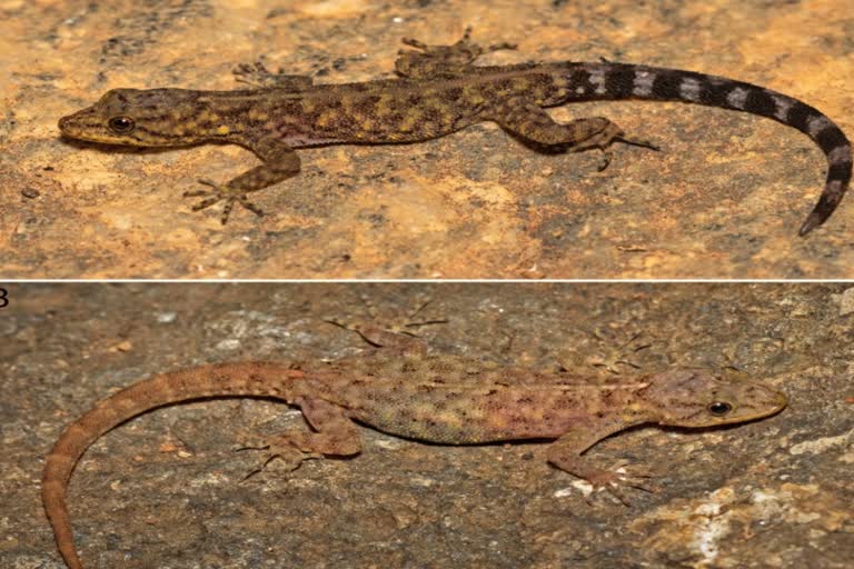 New species of lizard discovered in Biligiri forest