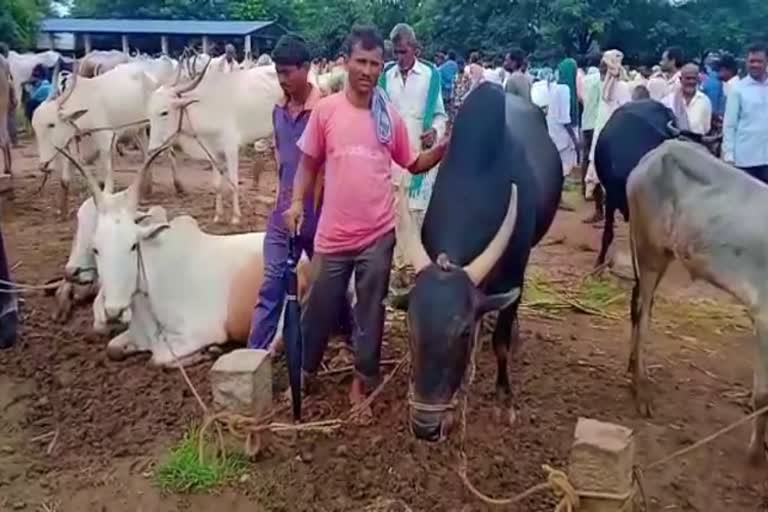 farmers-selling-cattle-in-hubli