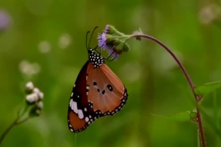 butterfly survey in gaurela