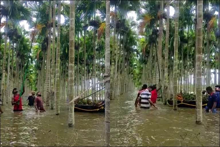 nut-plantation-flooded-with-rain-water