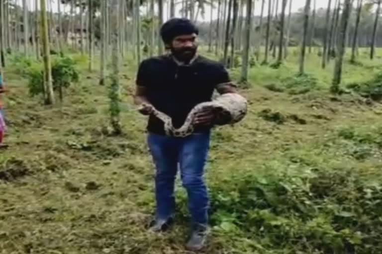 python entered the chicken farm at shimoga