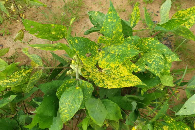 Shahdol virus attack on crops