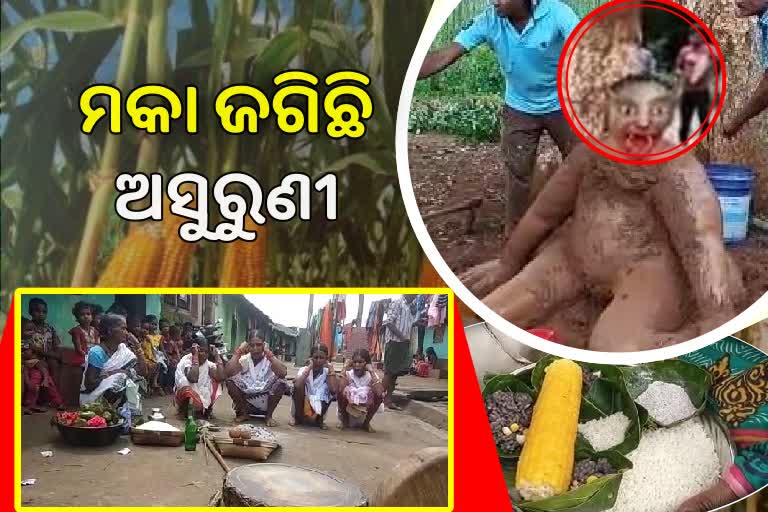 ଆଦିବାସୀଙ୍କ ବିଶ୍ବାସର ପର୍ବ ଜନା ସରଣୀ ପୂଜା, ଫସଲର ପ୍ରଥମ ଅମଳ ଖାଇଥାଏ ଅସୁରୁଣୀ