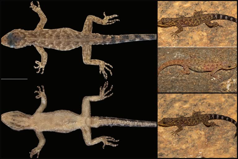 a new species of lizard found in Karnataka  dwarf lizard  dwarf lizard found in Karnataka  dwarf lizard a new species of lizard  new species of lizard  lizard  കുള്ളന്‍ പല്ലി  കർണാടകയിലെ ചാമരാജനഗറിൽ പുതിയ ഇനം പല്ലിയെ കണ്ടെത്തി  dwarf lizard  കർണാടക  ATREE  ചാമരാജനഗർ  dwarf gecko