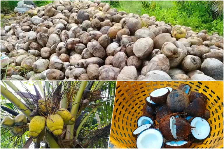 coconut farmers in Kerala  Situation of coconut farmers in Kerala  coconut farming  government projects for coconut farmers in Kerala  നാളികേരത്തിന് വിലയിടിവ്  പാം ഓയിലിന്‌ കേന്ദ്രം നികുതി കുറച്ചു  തേങ്ങ വില  കൊപ്ര  കൊപ്ര വിപണി  പൊതുവിപണി