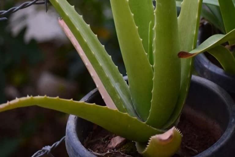 ଦକ୍ଷିଣ କୋରିଆନଙ୍କ ସୁନ୍ଦରତାର ରାଜ୍ Pink Aloe Vera !