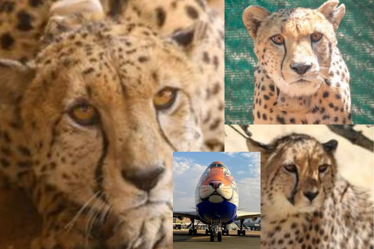 Cheetah project Update