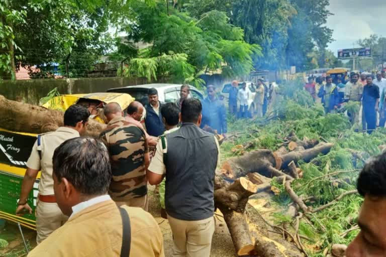 a-huge-tree-fell-in-belgaum