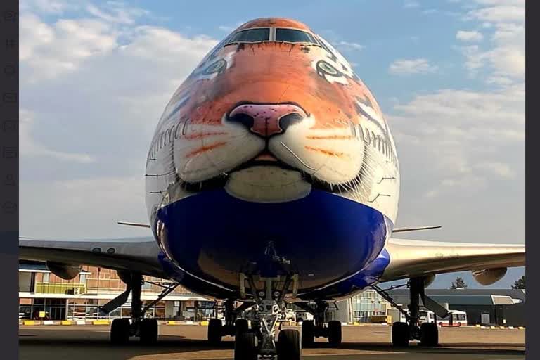 special plane to bring cheetah