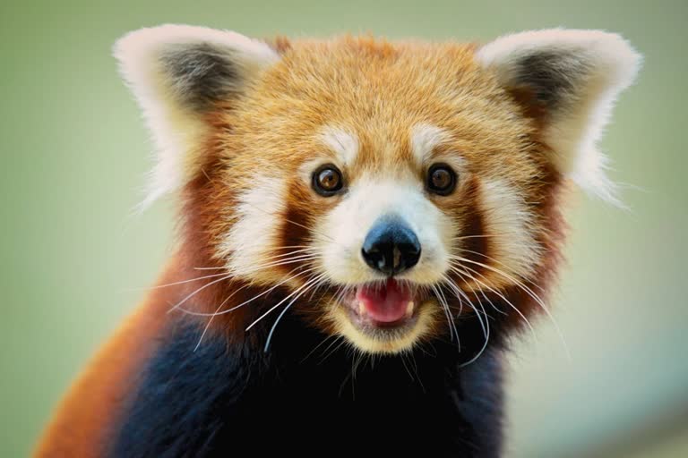 Red Panda Borns in Darjeeling Zoo