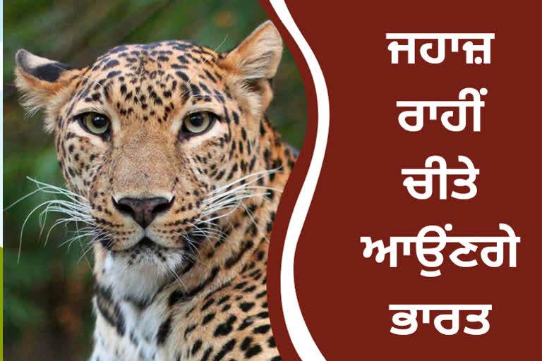 8 leopards will be brought from Namibia to India