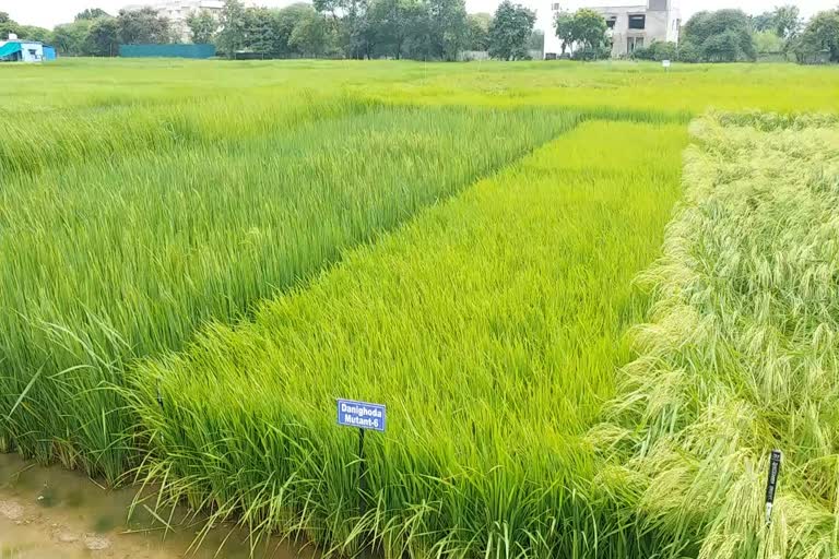 Insect outbreak in paddy crop due to humidity