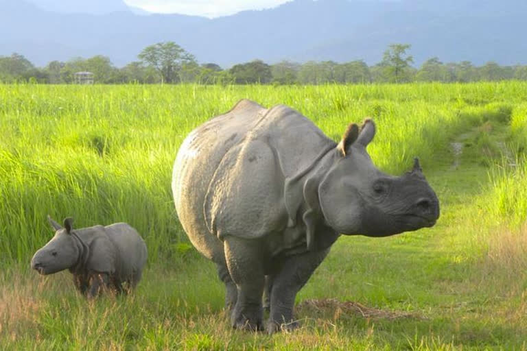 state-legislature-repealed-the-1932-rhino-conservation-act