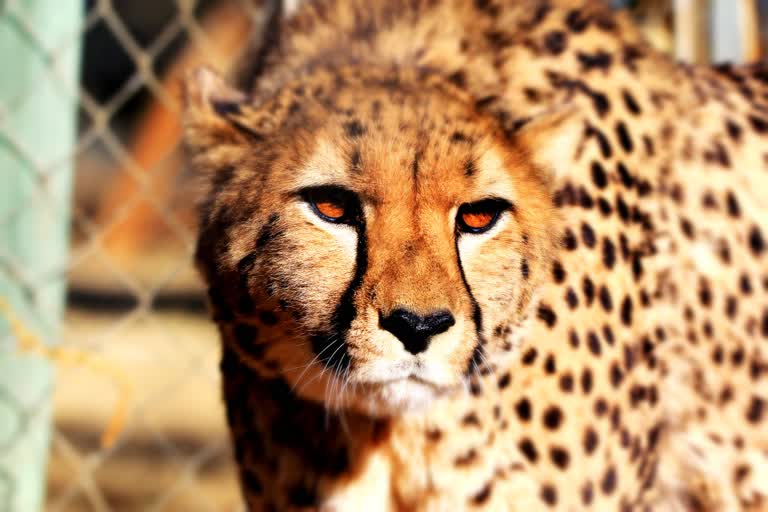 Cheetah Project MP