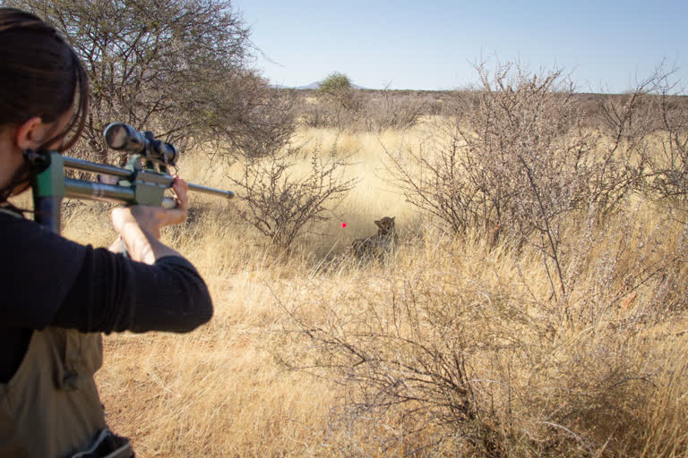 Cheetah Project, Cheetahs being brought from Namibia to India