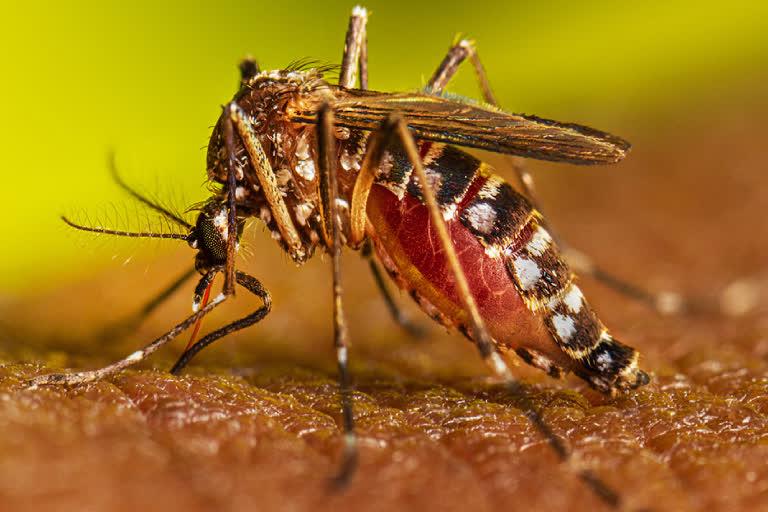 new-specimen-of-dengue-found-in-kolkata