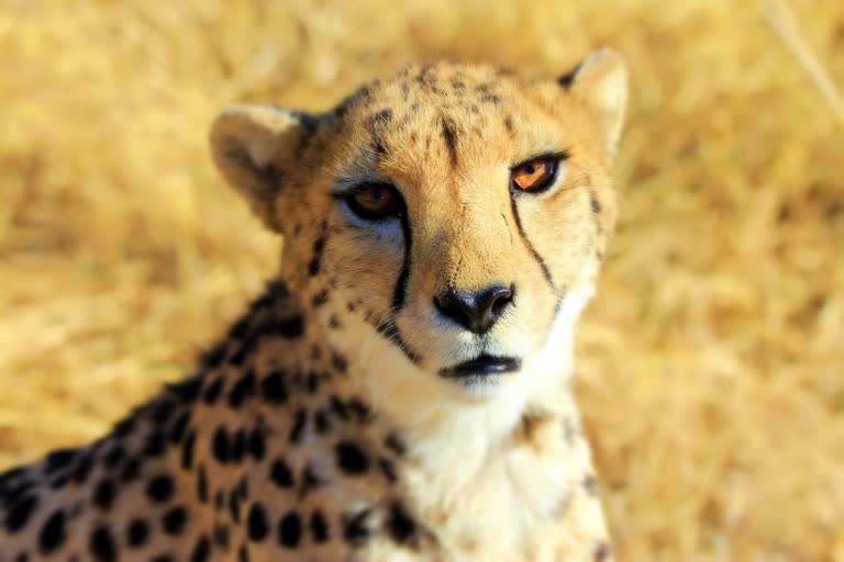 kuno national park namibia cheetahs